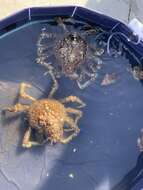 Image of Sheep crab