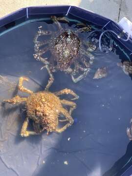 Image of Sheep crab