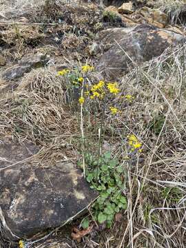 Image of serpentine ragwort