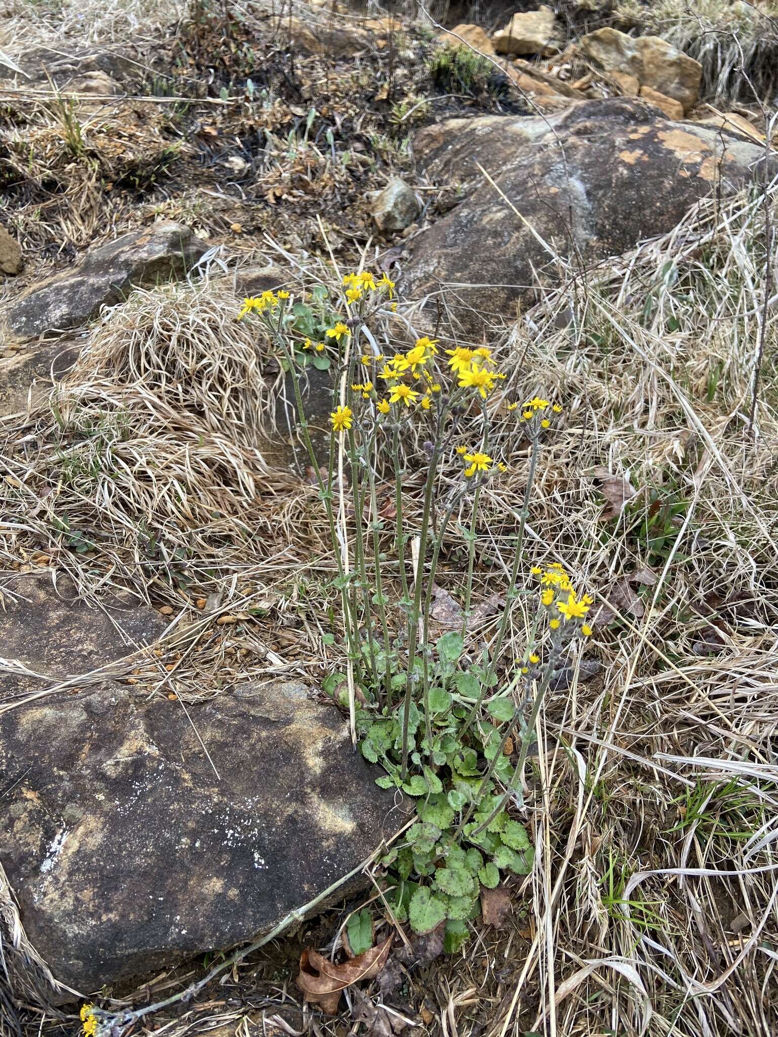 Image of serpentine ragwort