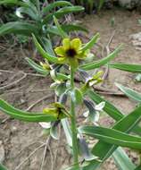 Image of Fritillaria sewerzowii Regel