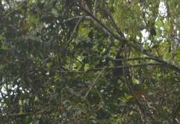 Image of northern Müller's Bornean gibbon