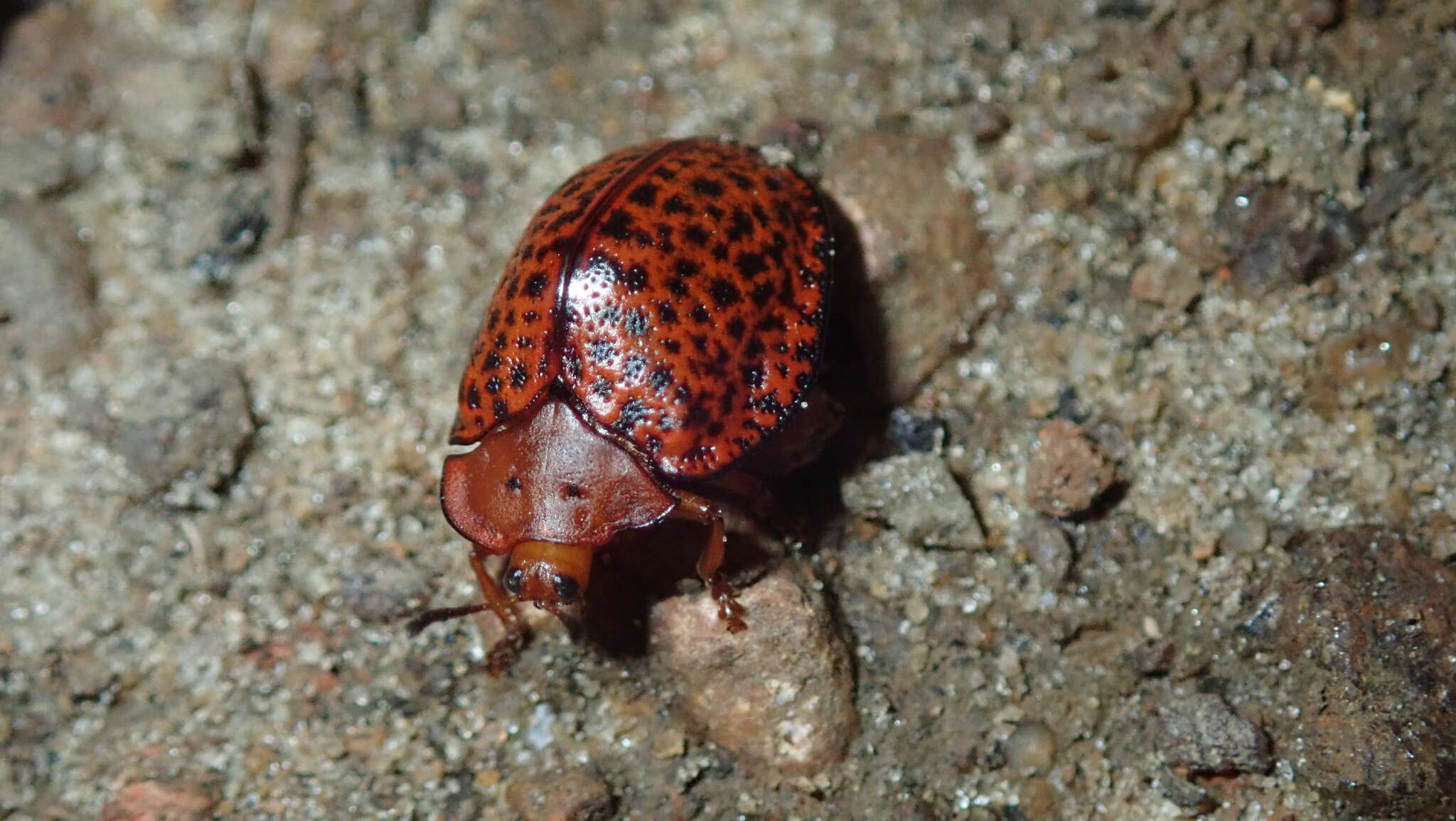 Image of Chelymorpha variolosa (Olivier 1790)