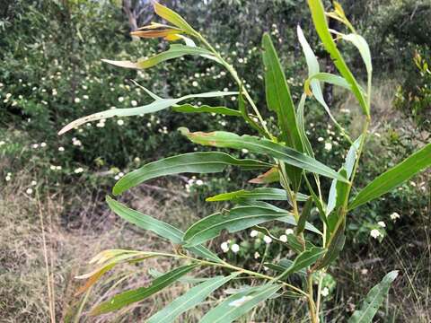 Imagem de Acacia neriifolia A. Cunn. ex Benth.