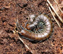 Image of Cormocephalus esulcatus Pocock 1901