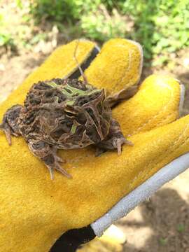 Image of Venezuelan Horned Frog