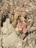 Image of Brittle Cactus