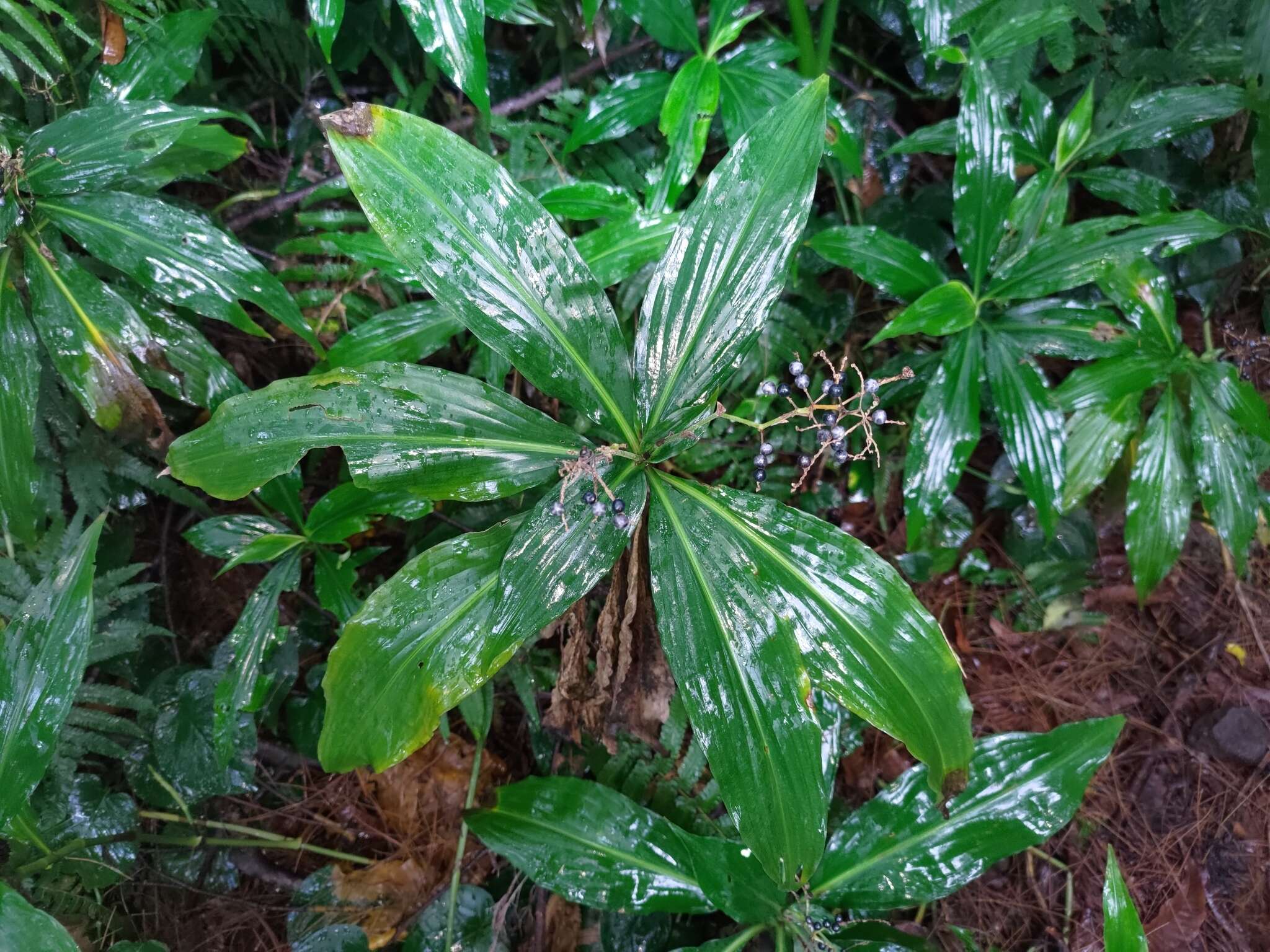 Image of Pollia secundiflora (Blume) Bakh. fil.