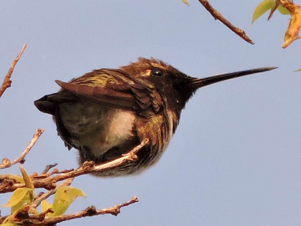 Image of Black-chinned Hummingbird