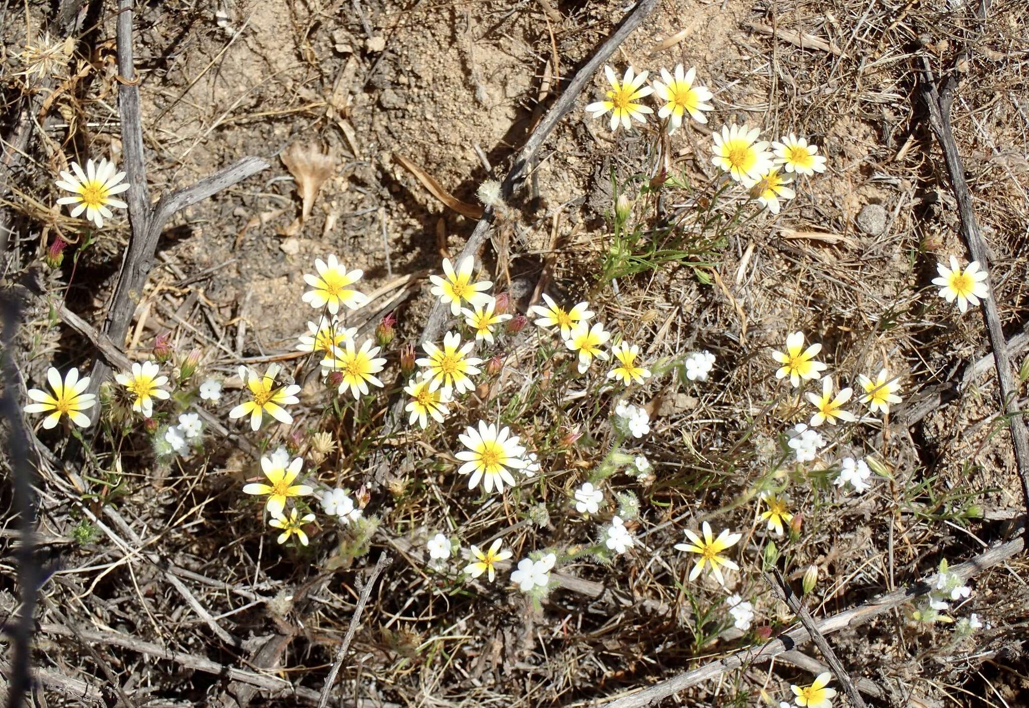 Image de Pentachaeta aurea subsp. allenii Keil