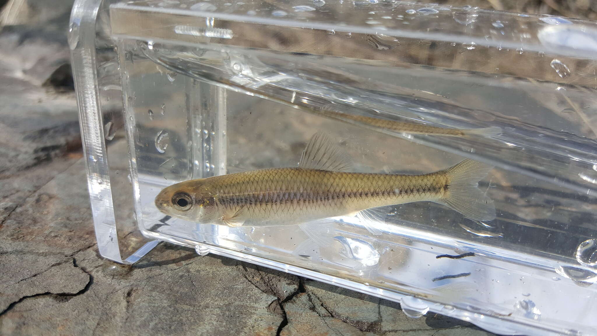 Image of Bluntnose Minnow