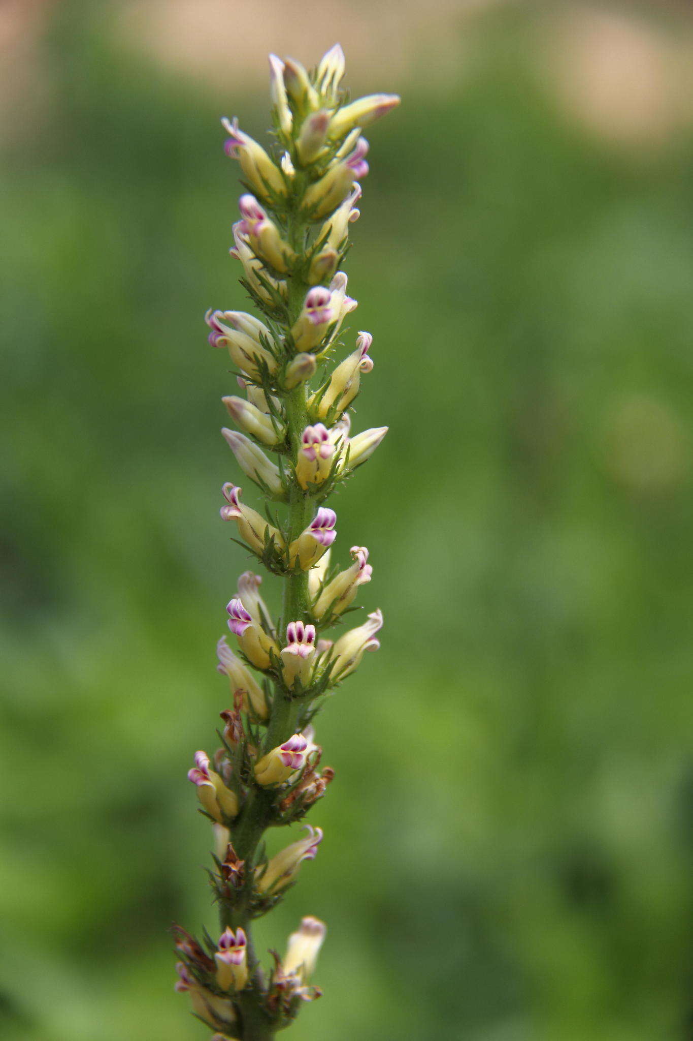 Cyphia elata var. elata resmi