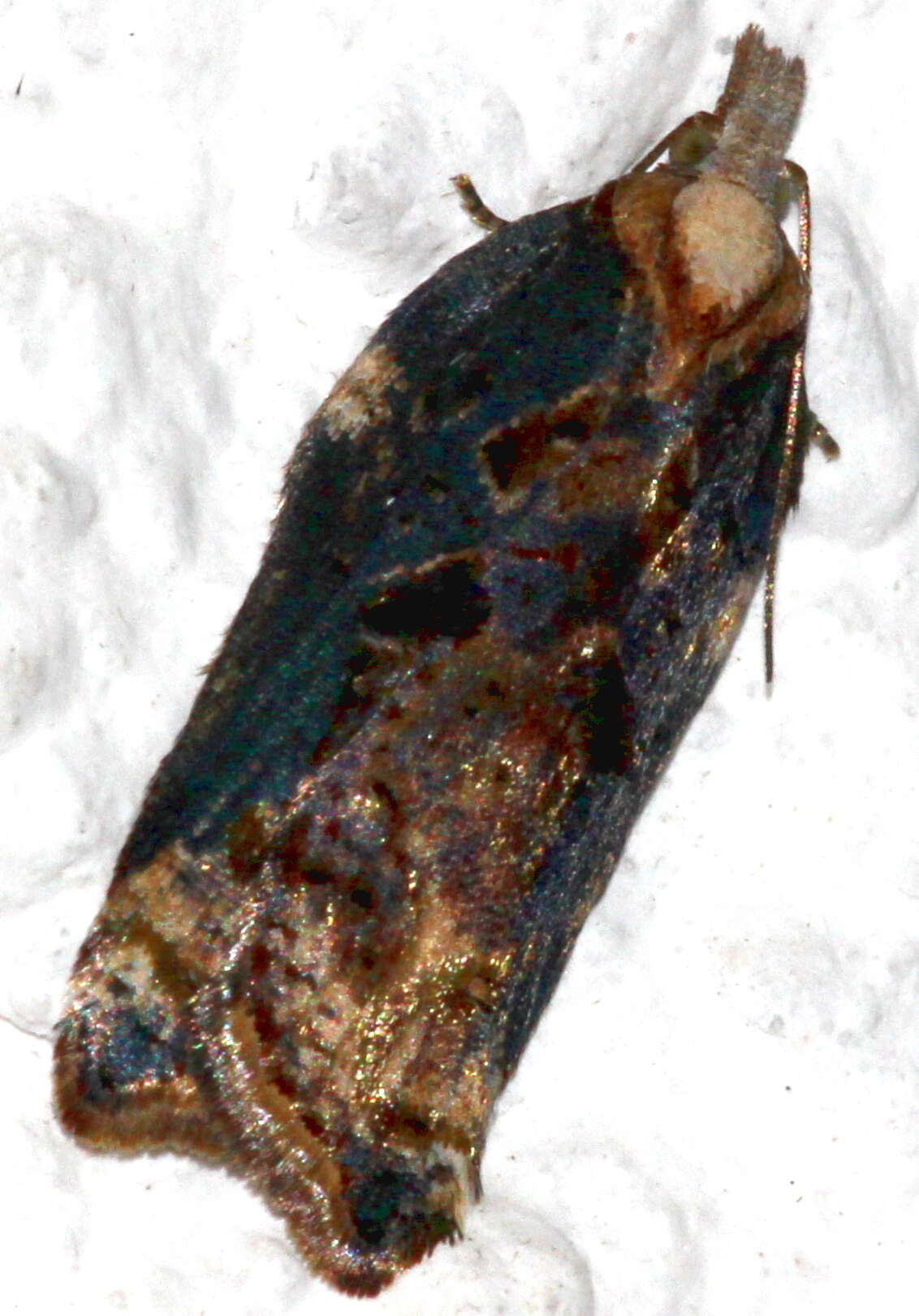 Image of Acleris cristana Denis & Schiffermüller 1775