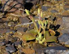 Image of Pelargonium nervifolium Jacq.