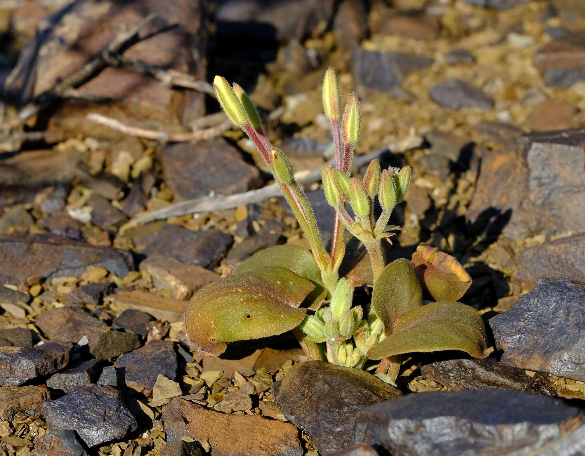 Image of Pelargonium nervifolium Jacq.