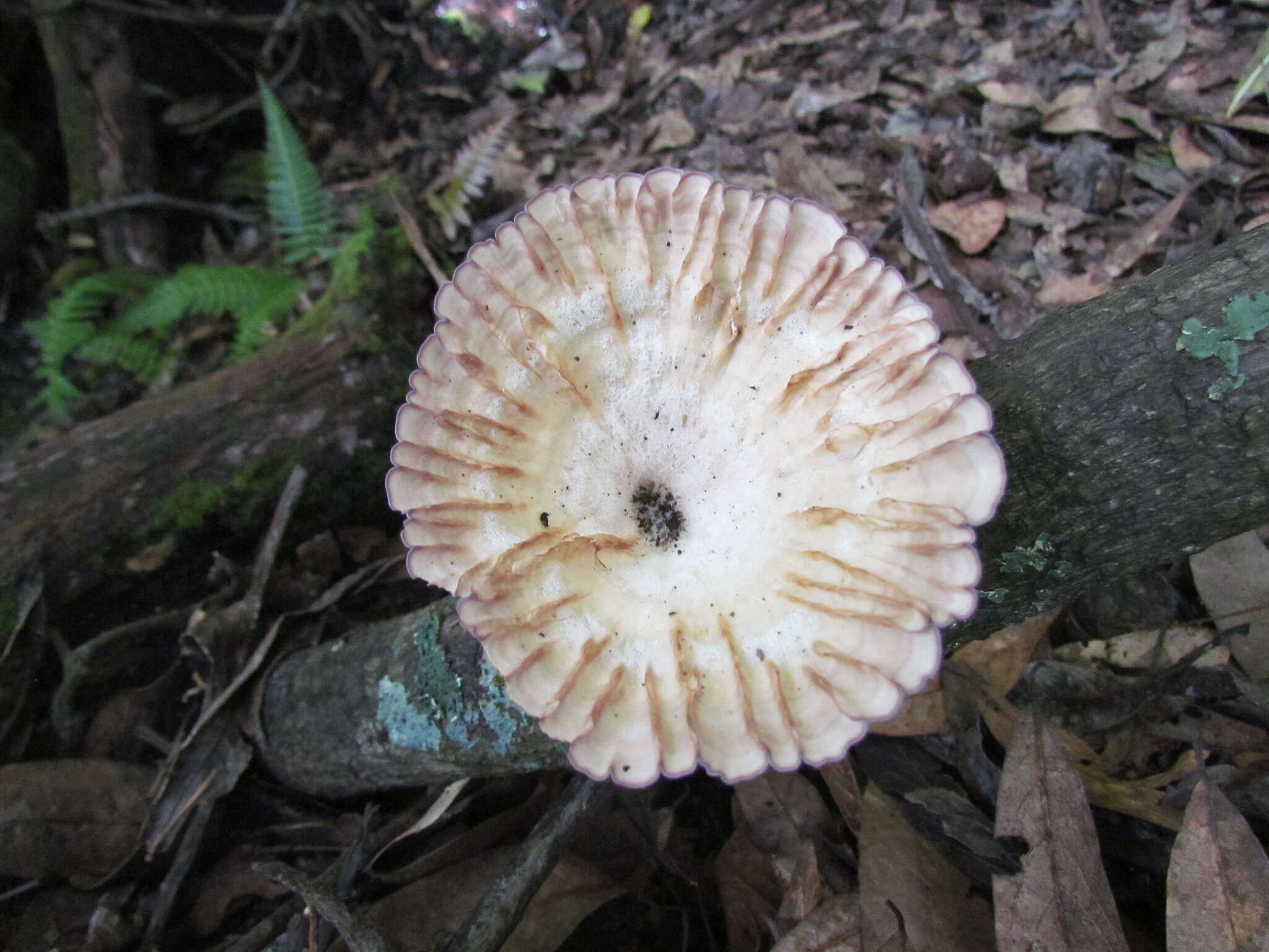 Image of Cymatoderma caperatum (Berk. & Mont.) D. A. Reid 1956