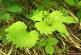 Viola uniflora L. resmi