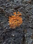 Image of orange wall lichen