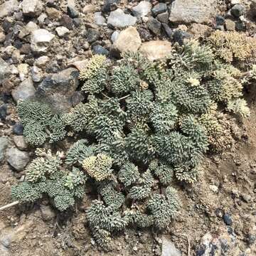 Plancia ëd Aulospermum cinerarium (A. Gray) Coult. & Rose