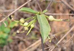 Image of Aristolochia indica L.