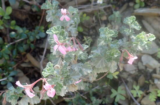 Imagem de Pelargonium exstipulatum (Cav.) L'Her.