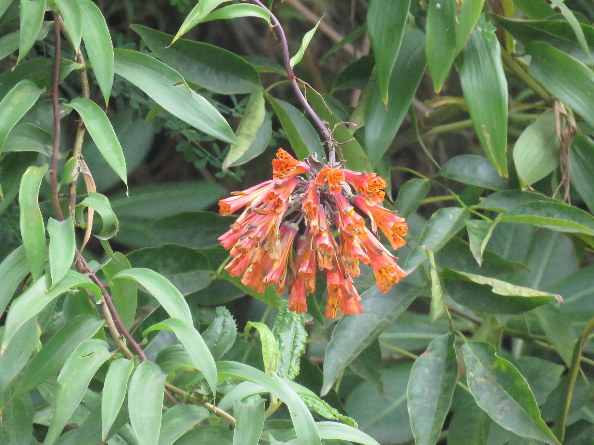 Image of Bomarea multiflora (L. fil.) Mirb.