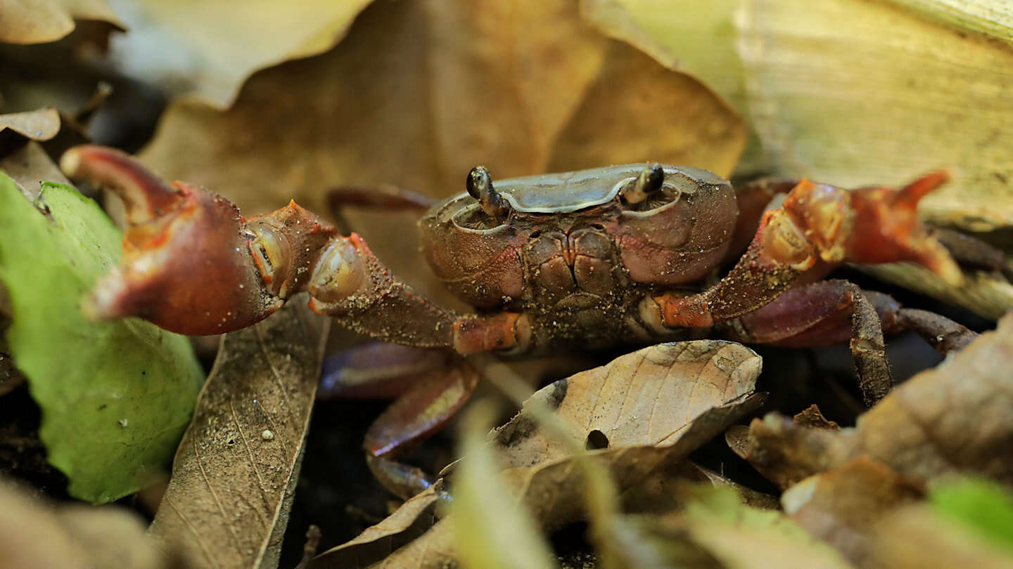 Image of Potamonautes lividus Gouws, Stewart & Reavell 2001