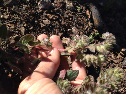 Image of Mt. Diablo phacelia