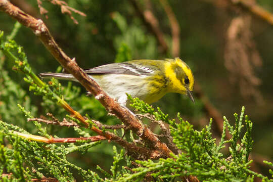 Image of Townsend's Warbler