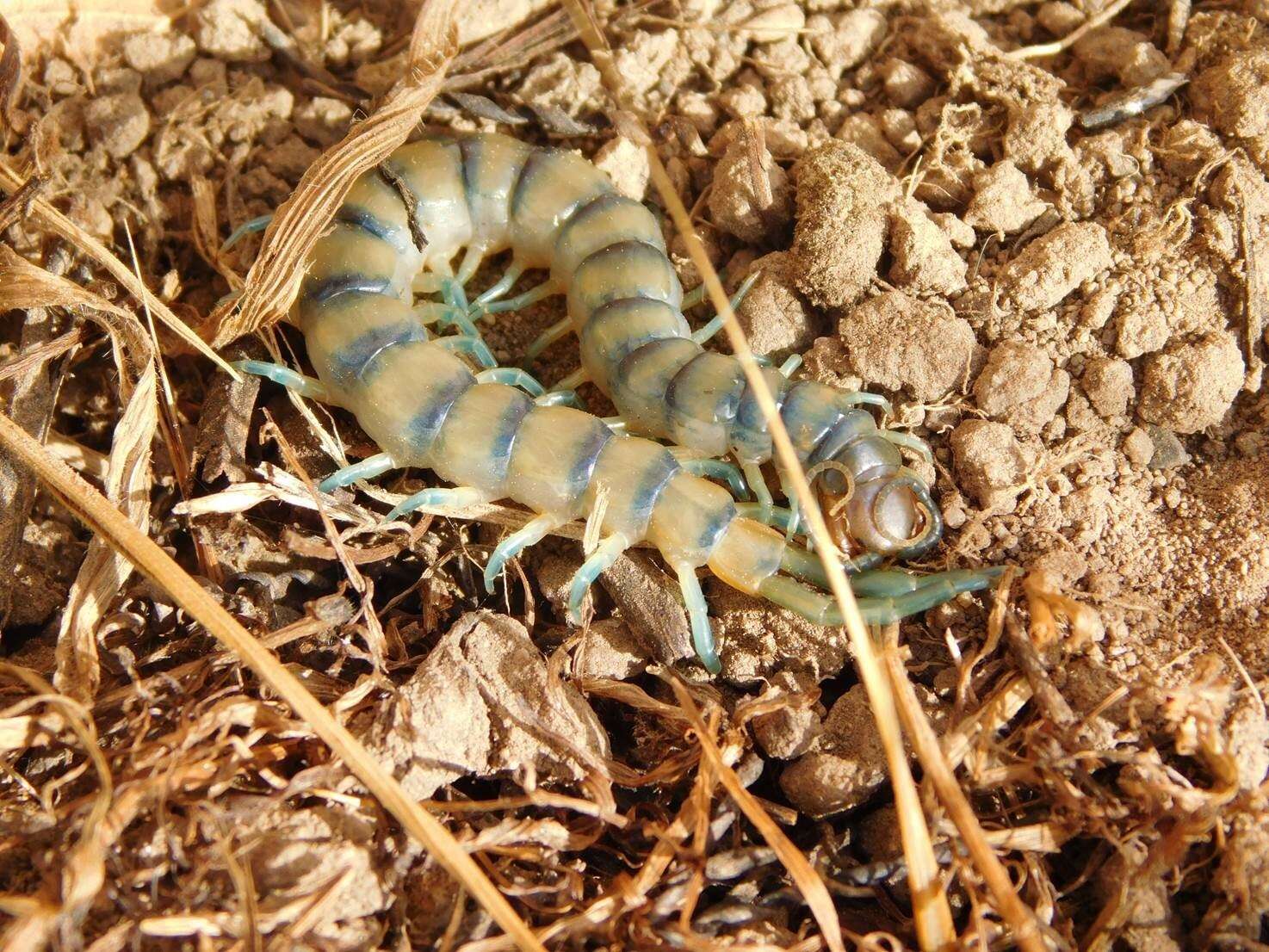 Image of Common Desert Centipede