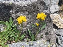 Image of Solidago simplex var. nana (A. Gray) G. S. Ringius