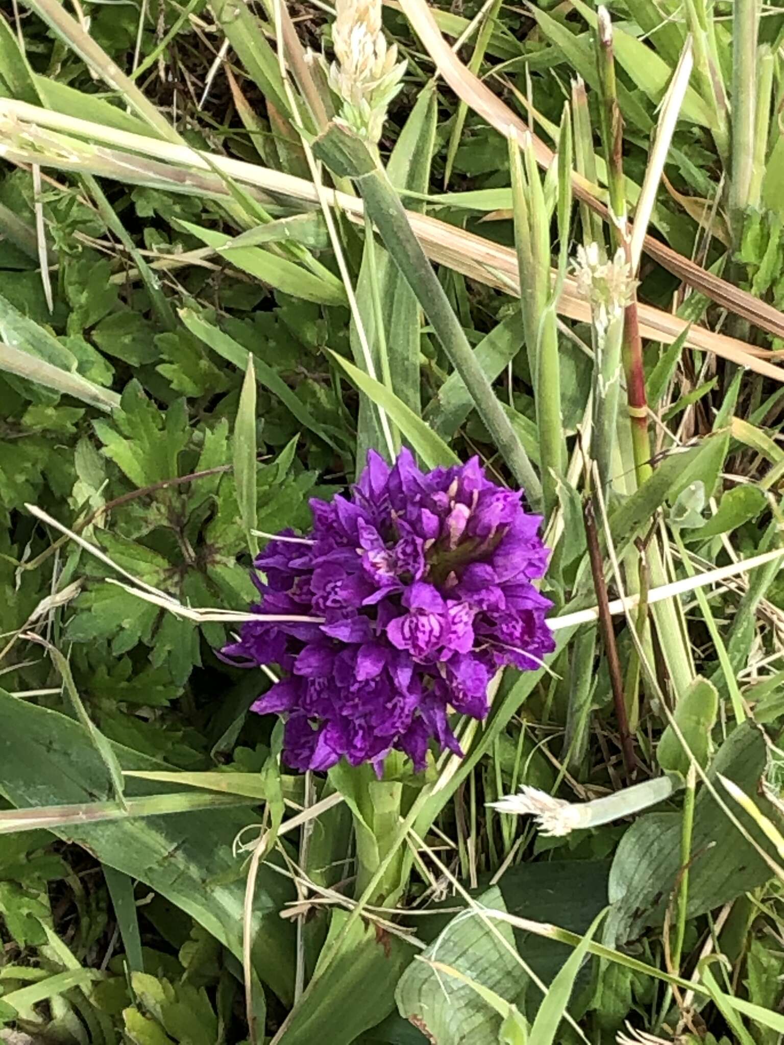 Image of Northern Marsh-orchid