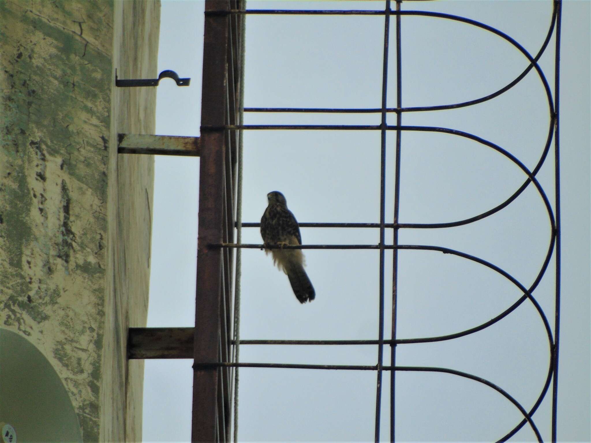 Image of Spotted Kestrel