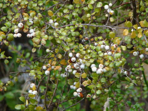 Image of Gaultheria antipoda Forst. fil.