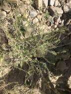 Image of Lepidium bipinnatifidum Desv.