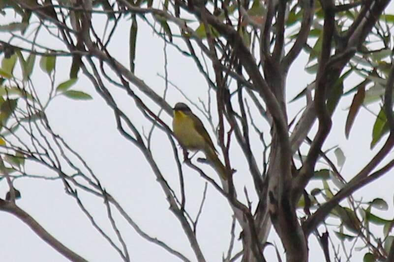 Image of Purple-gaped Honeyeater