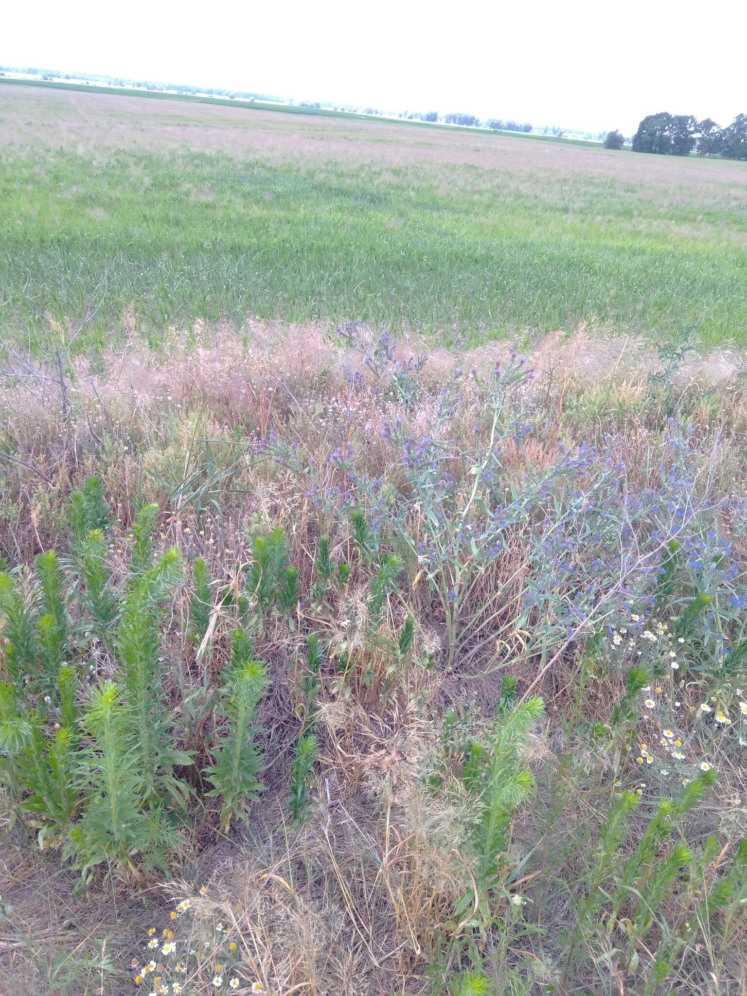 Image of Anchusa procera Bess. ex Link