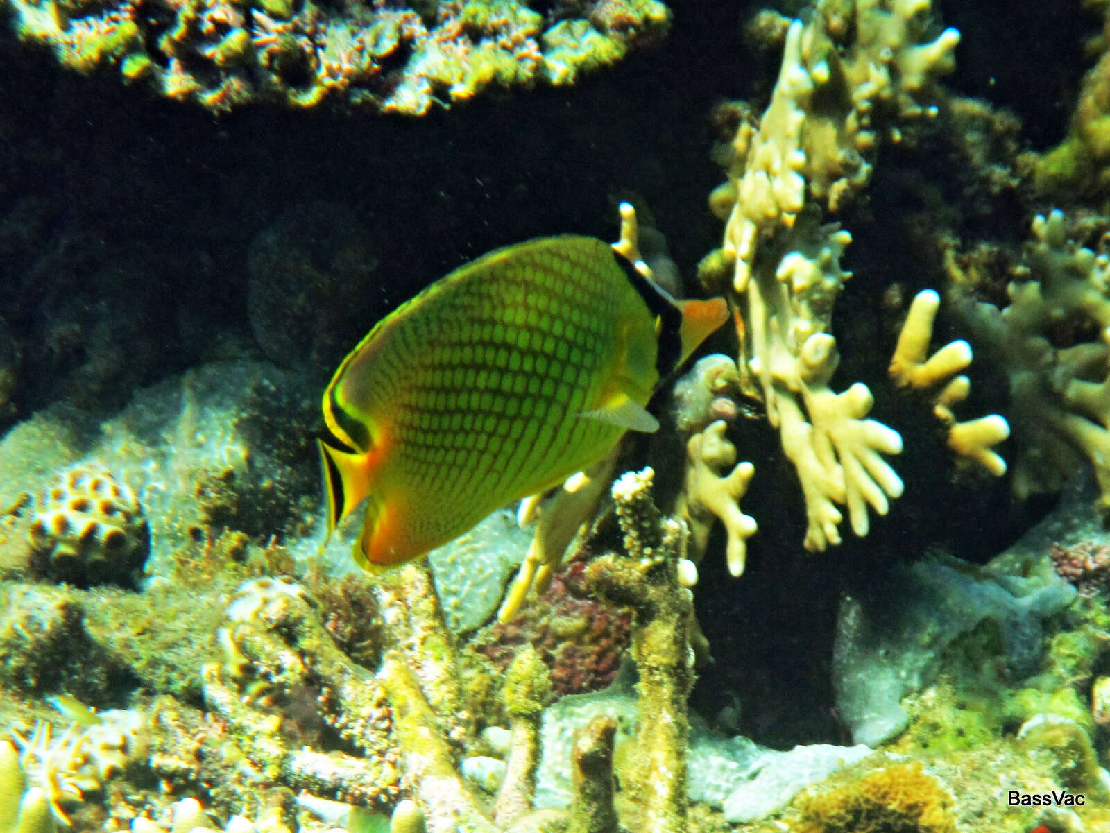 Image of Latticed Butterflyfish