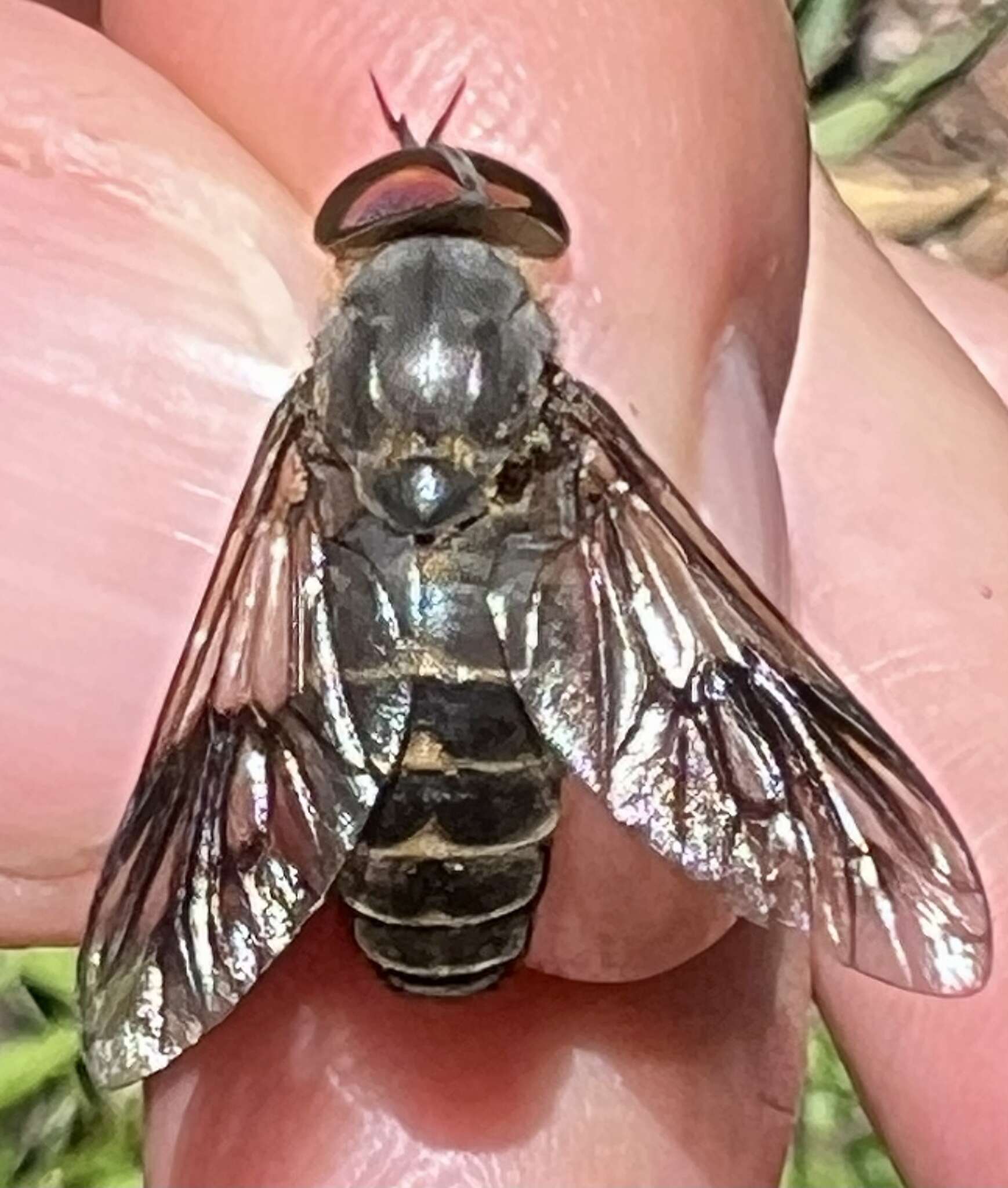 Plancia ëd Cydistomyia alternata Ferguson & Hill 1922