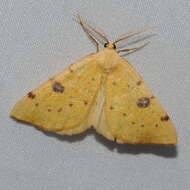 Image of Sulphur Moth