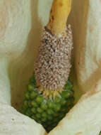 Image of Arum creticum Boiss. & Heldr.
