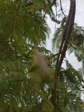 Plancia ëd Jacaranda caucana Pittier