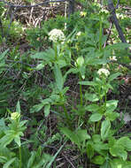 Image of western valerian