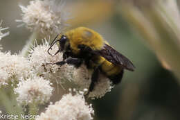 Image de Bombus morrisoni Cresson 1879