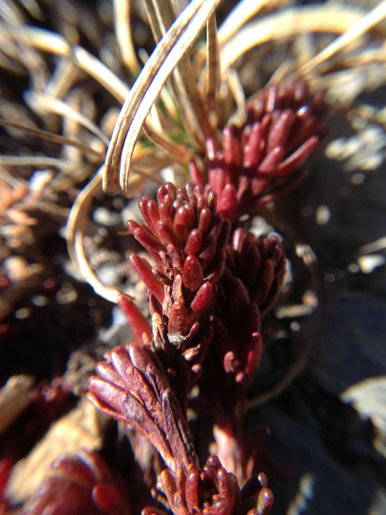 Image of Sedum morrisonense Hayata