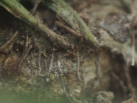 Imagem de Leptochilus pteropus (Bl.) Fraser-Jenk.