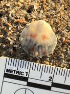 Image of Atlantic Calico scallop