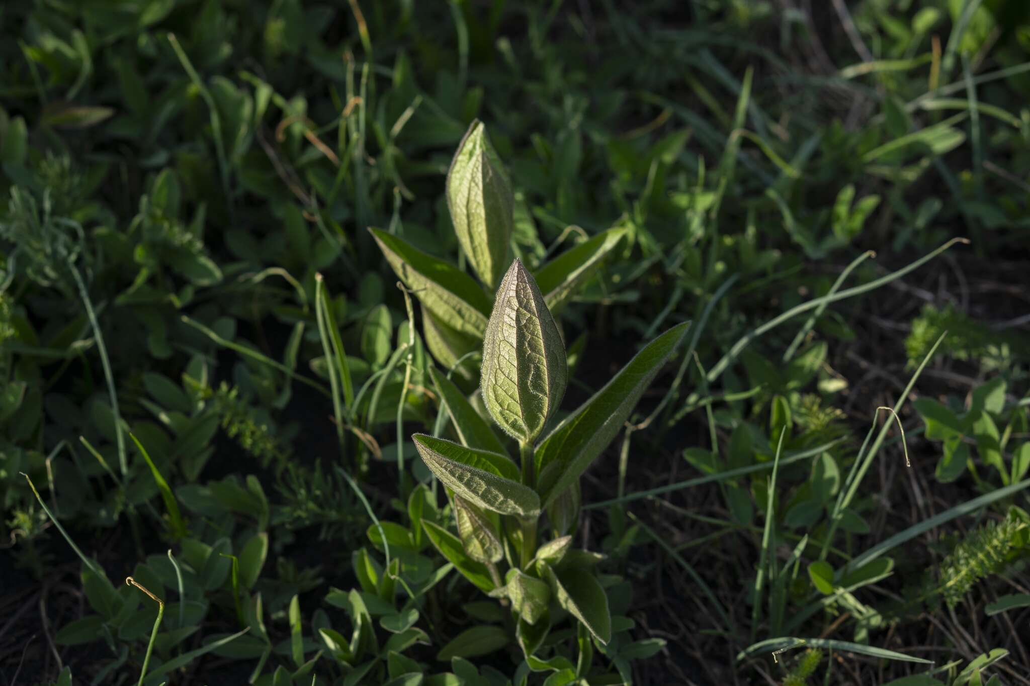 Imagem de Clematis integrifolia L.