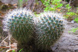 Imagem de Mammillaria flavicentra Backeb. ex Mottram