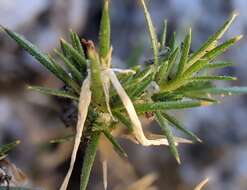 Image of San Jacinto prickly phlox